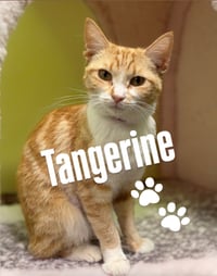 Tangerine - Photo 1