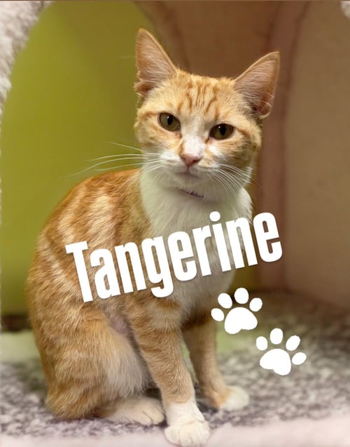 TANGERINE - Domestic Short Hair available for adoption
