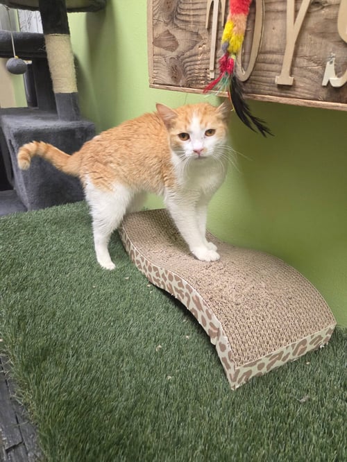 TANGERINE - Domestic Short Hair available for adoption
