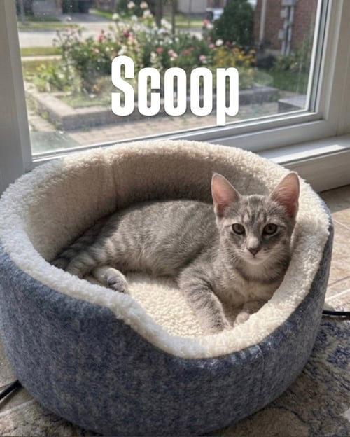SCOOP - Tabby available for adoption
