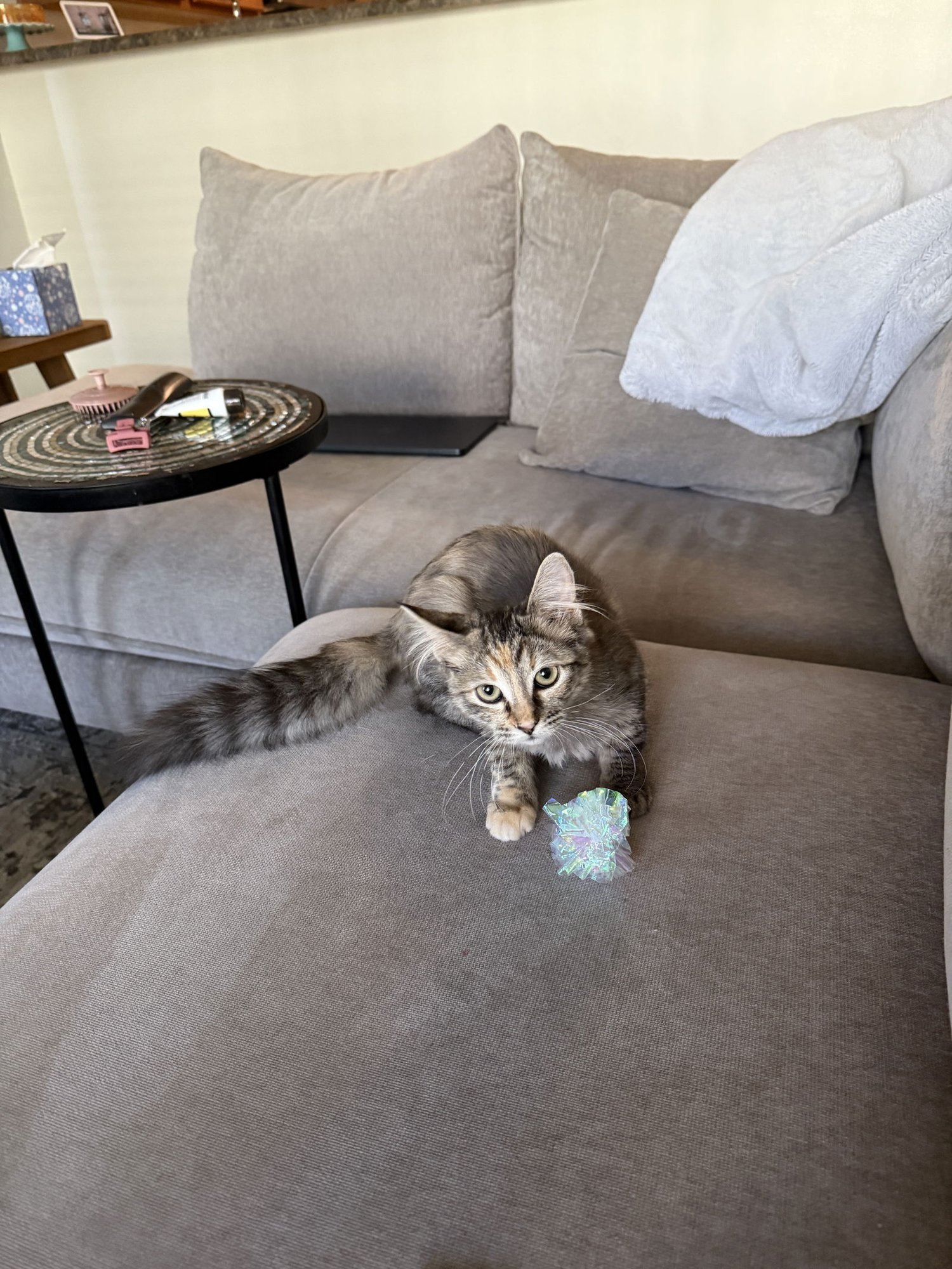 ARTEMIS - Domestic Long Hair available for adoption