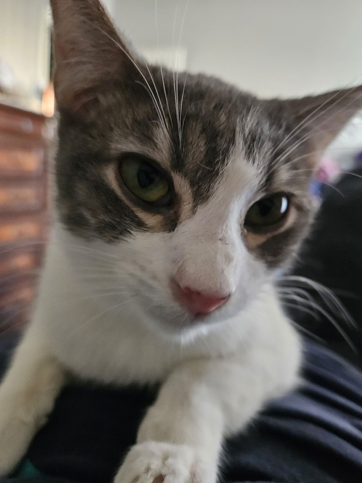 TOM SERVO - Domestic Short Hair for adoption in Mesa