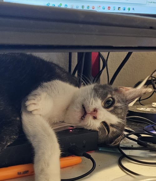 TOM SERVO - Domestic Short Hair available for adoption
