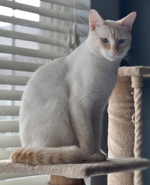 FINN
