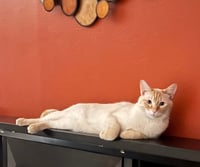 Finn - Photo 2