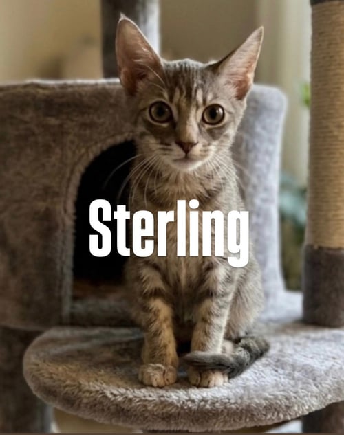 STERLING - Tabby available for adoption