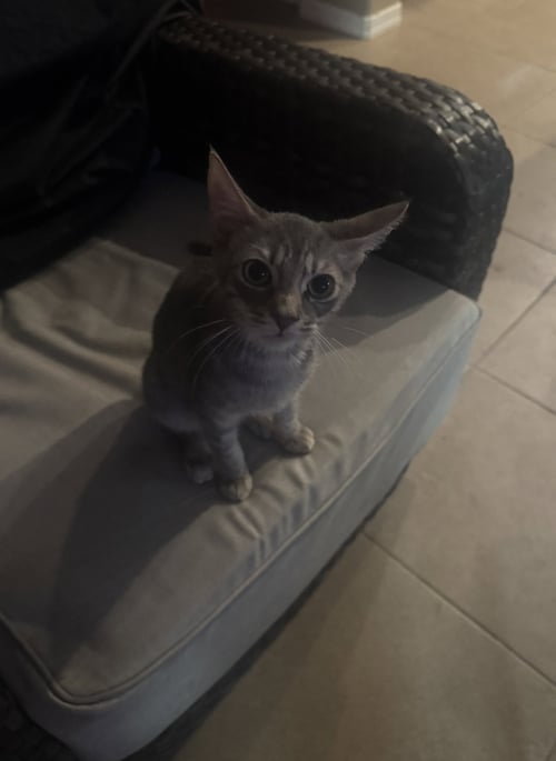 STERLING - Tabby available for adoption