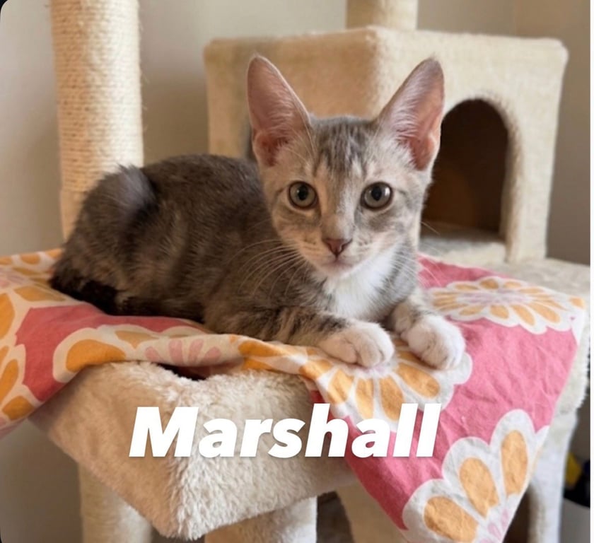 Marshall Image