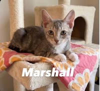 Marshall - Photo 1
