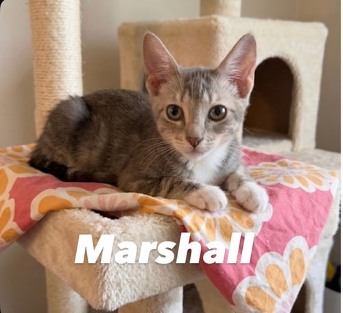 MARSHALL - Domestic Short Hair for adoption in Mesa