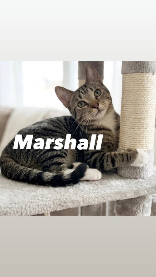 MARSHALL