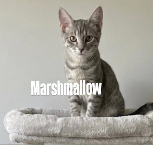 MARSHMALLOW - Tabby available for adoption