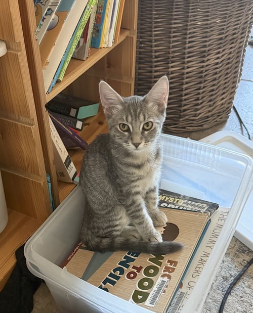 MARSHMALLOW - Tabby for adoption in Mesa