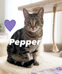 Pepper - Photo 1