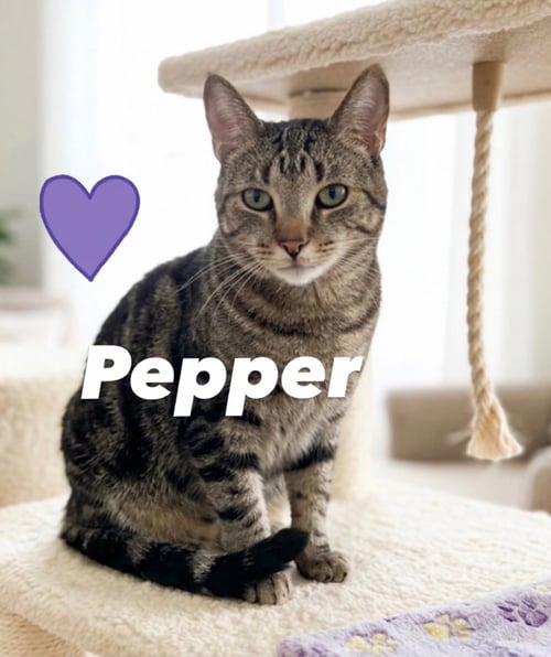 PEPPER - Domestic Short Hair available for adoption
