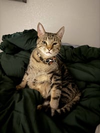 Pepper - Photo 4