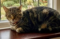 Pepper - Photo 2