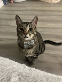 Pepper - Photo 3