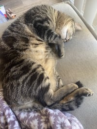 Pepper - Photo 8