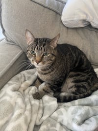 Pepper - Photo 7