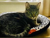 Pepper - Photo 6