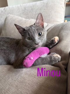 MINOU (BONDED TO KISSA) - Domestic Short Hair available for adoption