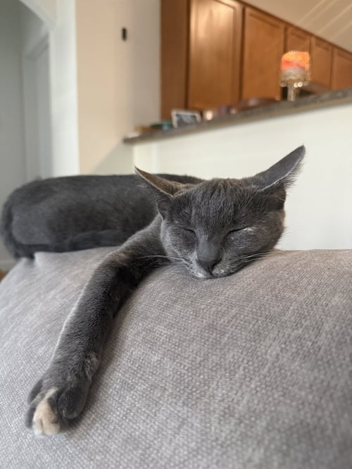 MINOU (BONDED TO KISSA) - Domestic Short Hair available for adoption