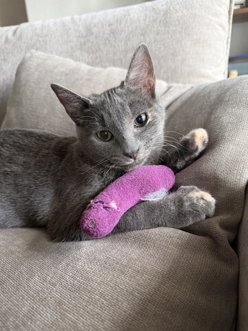 MINOU (BONDED TO KISSA) - Domestic Short Hair available for adoption