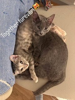 MINOU (BONDED TO KISSA) - Domestic Short Hair available for adoption