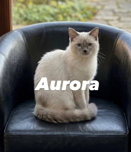 AURORA