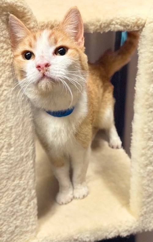 MARMALADE - Domestic Short Hair available for adoption