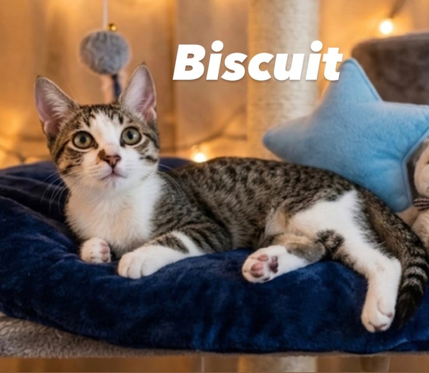 Biscuit Image