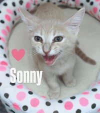 Sonny - Photo 2