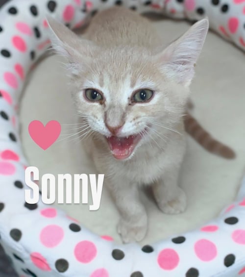 SONNY - Domestic Short Hair available for adoption