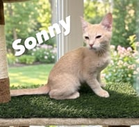 Sonny - Photo 1