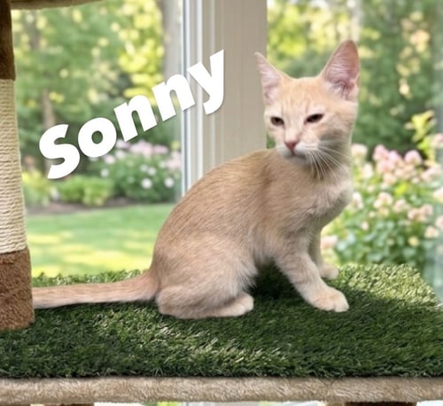 SONNY - Domestic Short Hair for adoption in Mesa