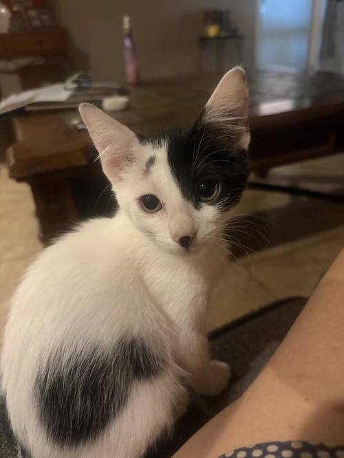 SIERRA - Domestic Short Hair available for adoption