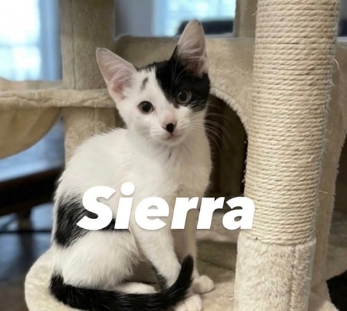 SIERRA - Domestic Short Hair for adoption in Mesa