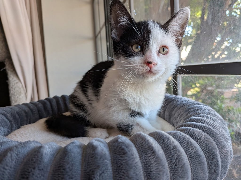 Delilah Image