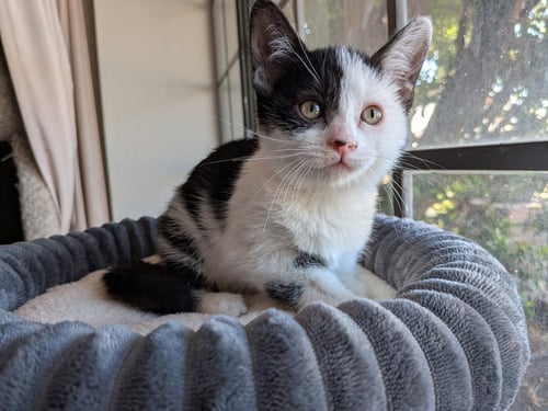 DELILAH - Domestic Short Hair for adoption in Chandler