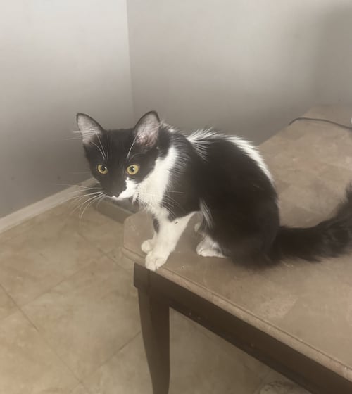 LUNA - Tuxedo available for adoption