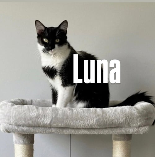 LUNA - Tuxedo available for adoption