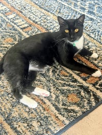 Maxwell - Photo 1