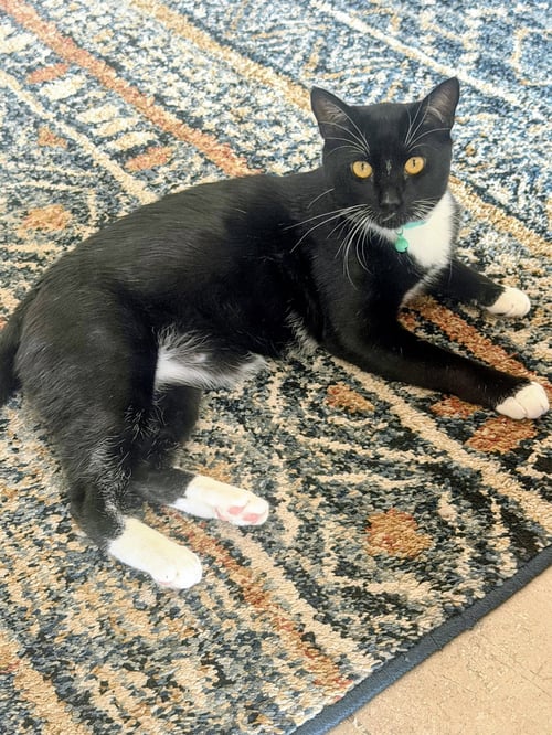 MAXWELL - Domestic Short Hair available for adoption