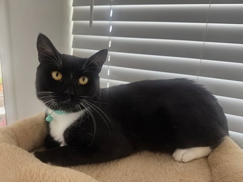 MAXWELL - Domestic Short Hair available for adoption