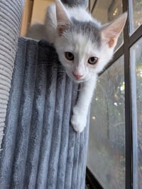 Maverick - Photo 1
