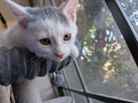 Maverick - Photo 2