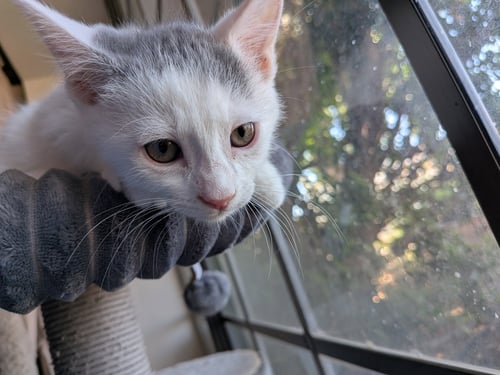 MAVERICK - Domestic Short Hair available for adoption