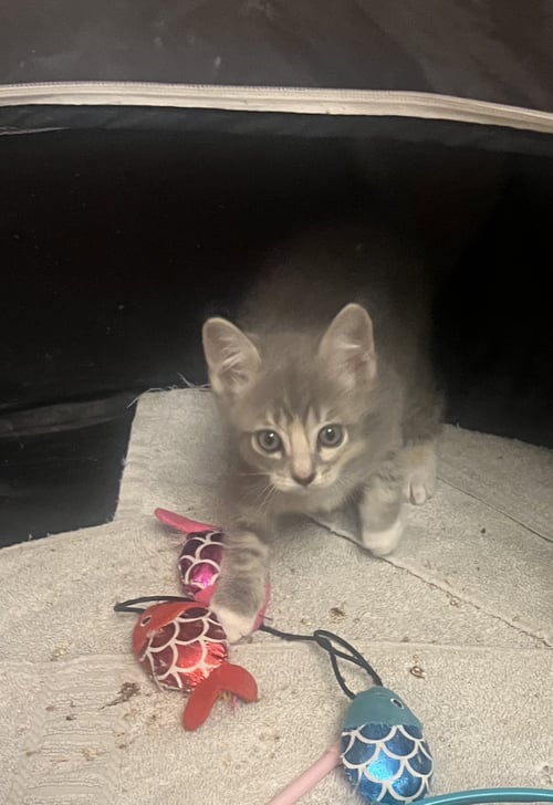 RAQUEL WELCH - Domestic Short Hair available for adoption
