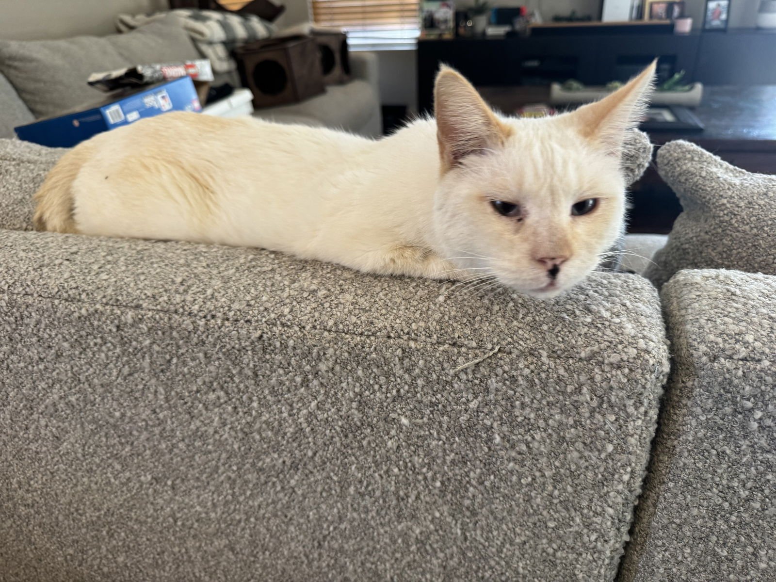 SABERTOOTH - Siamese available for adoption